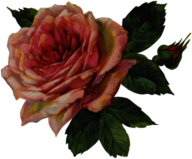 Vintage Victorian Rose Single