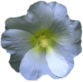 White Hollyhock