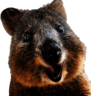 Quokka Close Up