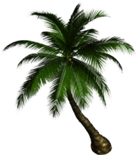 Palm Tree