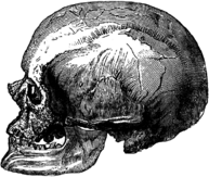 Male Cro Magnon Skull