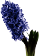 Purple Hyacinth