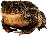 Toad