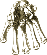 Bones in the Hand