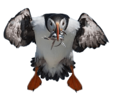 Puffin Approaching the Nest With Food