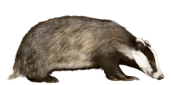 Badger Looking To the Right