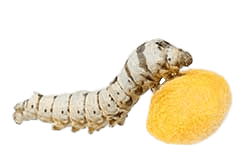 Silkworm With Cocon