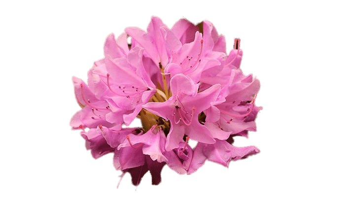 Pink Rhododendron