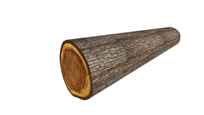 Tree Trunk With Visible Cross Section