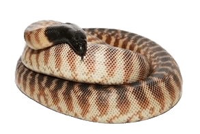 Black Headed Python