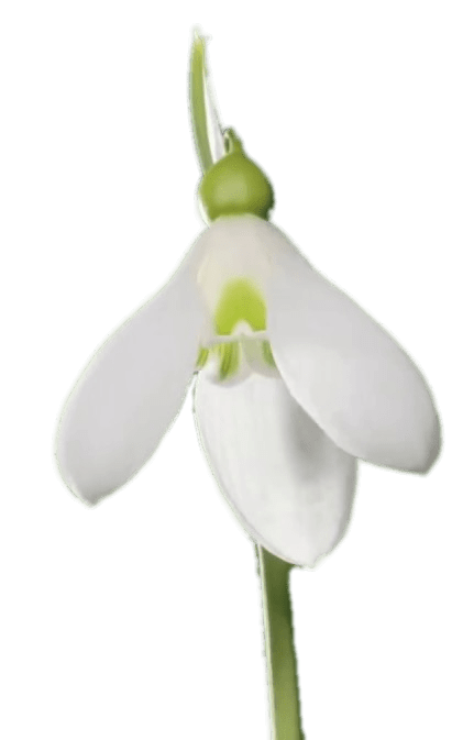 Snowdrop
