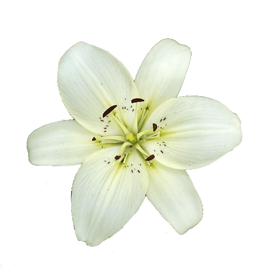 White Lily Flower