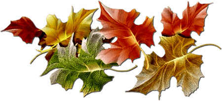 Series Of Maple Leaves