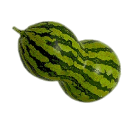 Butternut Shaped Watermelon