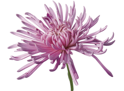 Open Chrysanthemum
