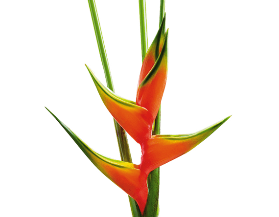 Heliconia
