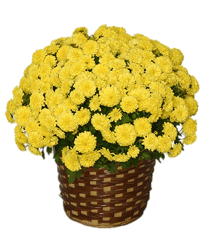 Potted Yellow Chrysanthemum