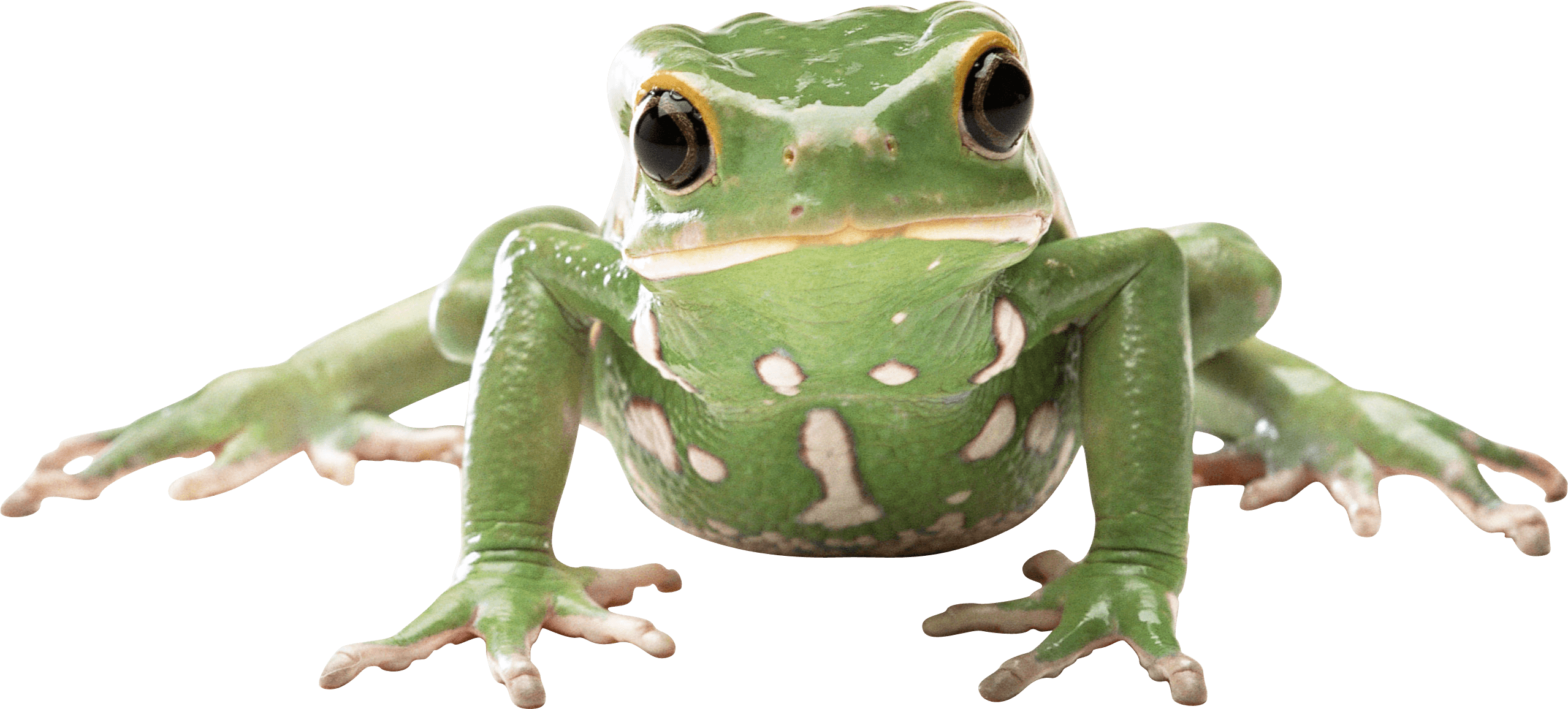 Frog Front