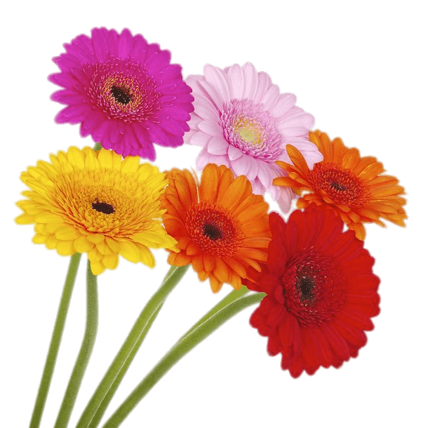Coloured Gerberas on High Stems