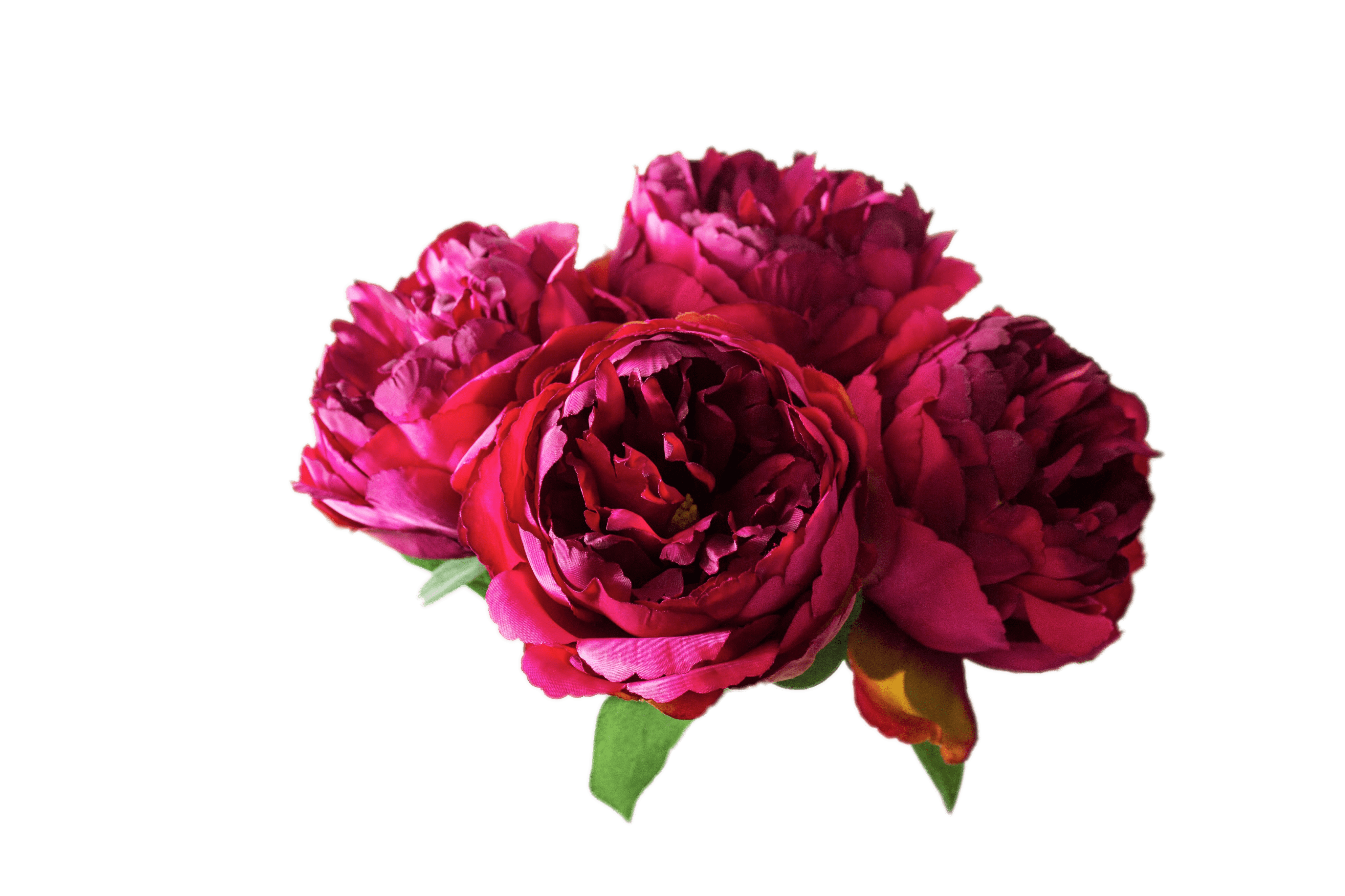 Peonies