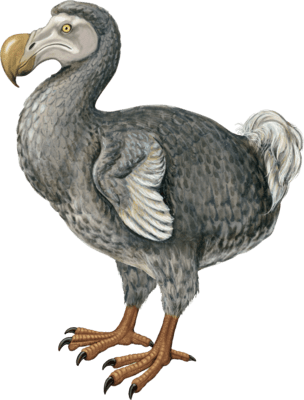 Dodo
