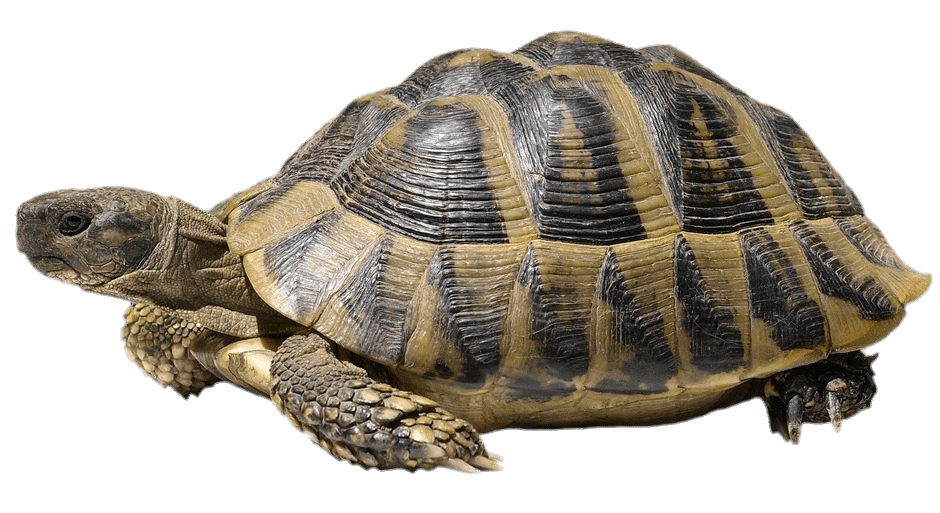 Hermann's Tortoise