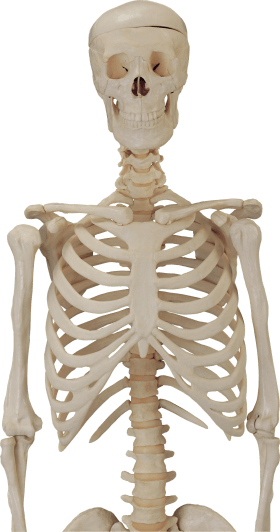 Body Skeleton
