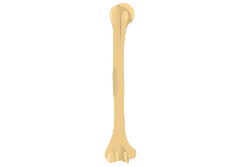 Right Humerus