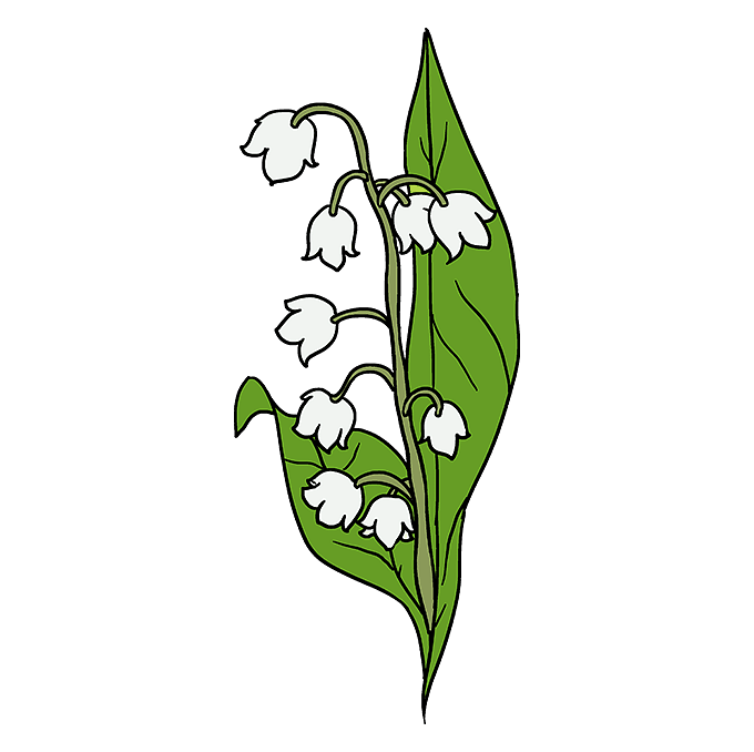 Lily of the Valley Drawing