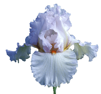 Iris White