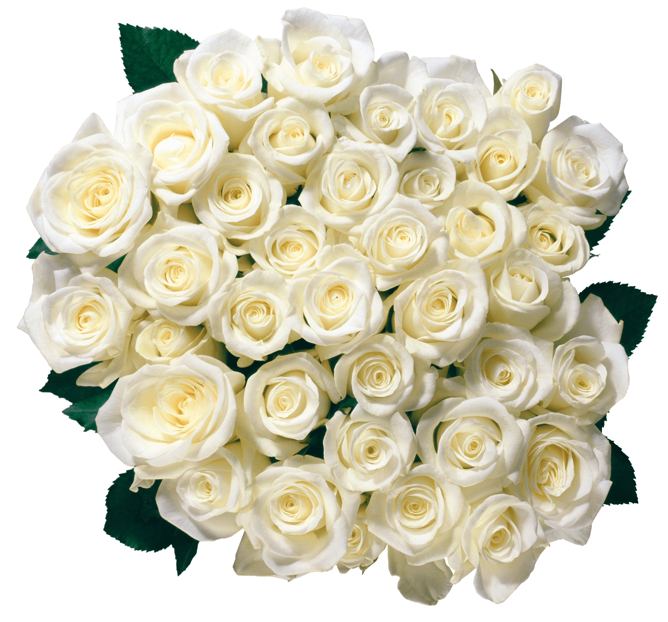 Bouquet Of White Roses