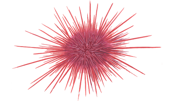 Red Sea Urchin Illustration