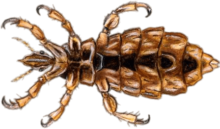 Adult Head Louse Illustration