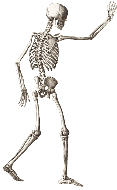 Walking Skeleton Waving His Hand