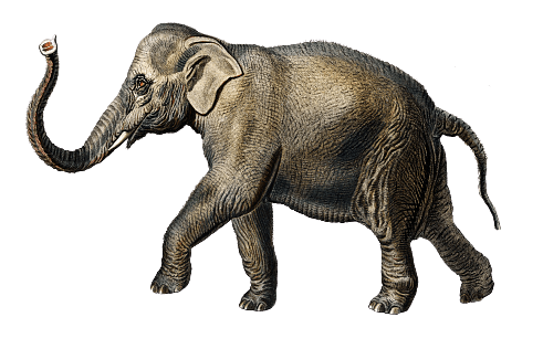 Sacred Elephant India VIntage Illustration