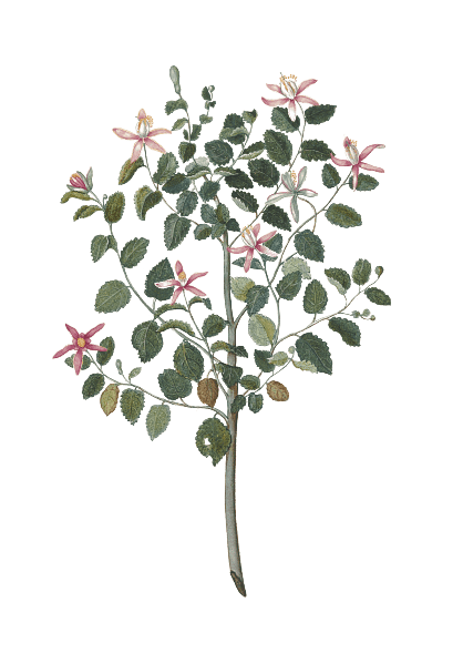 Plant With Red Purple Flowers Drawing 17th Century