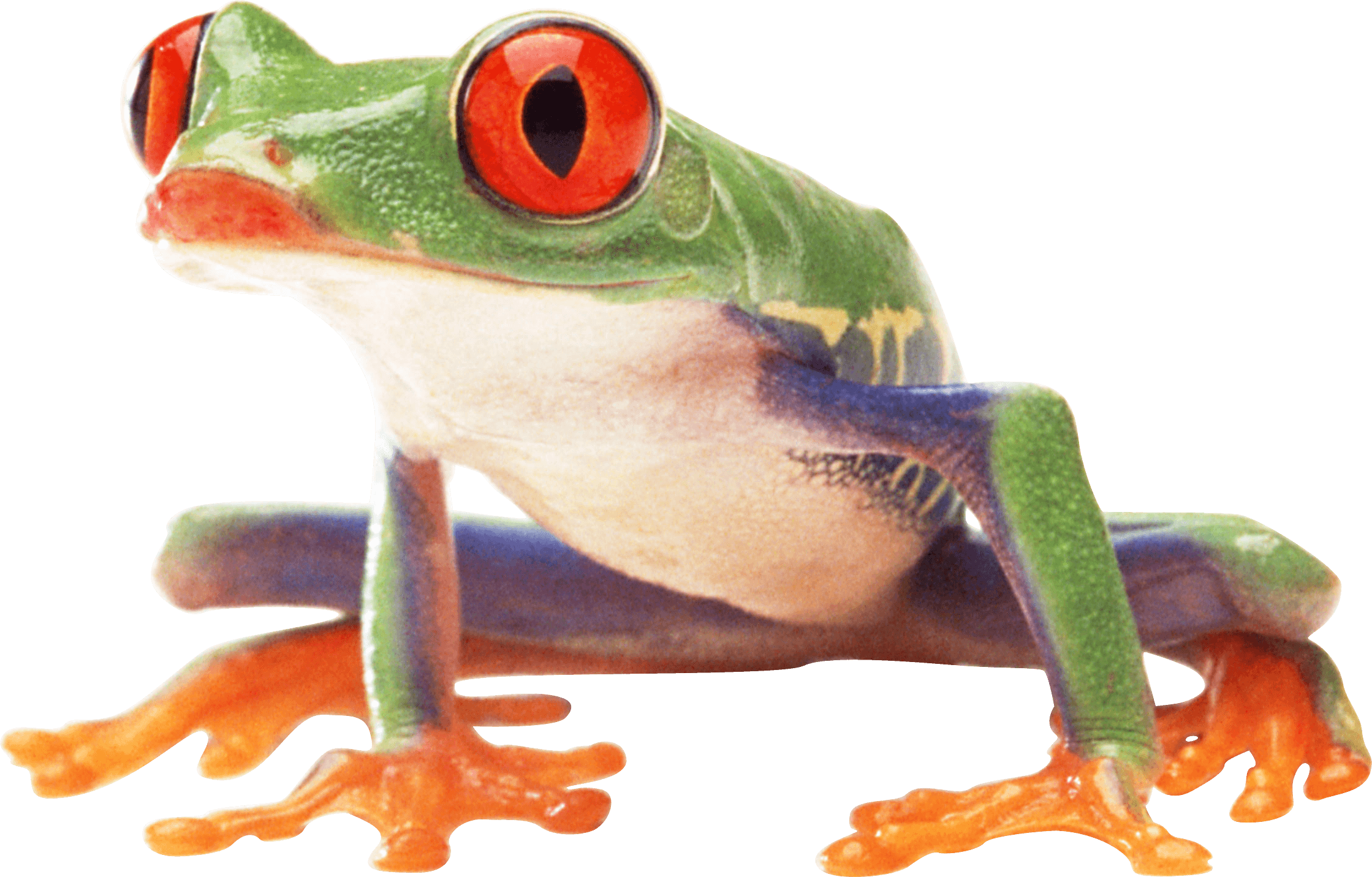 Clown Frog Sideview