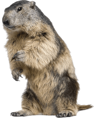 Beaver Standing