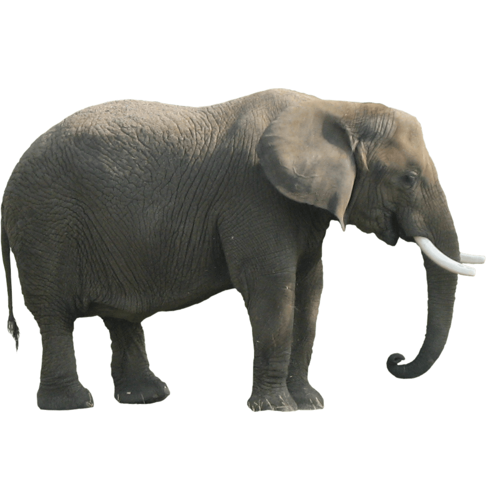 Elephant Sideview