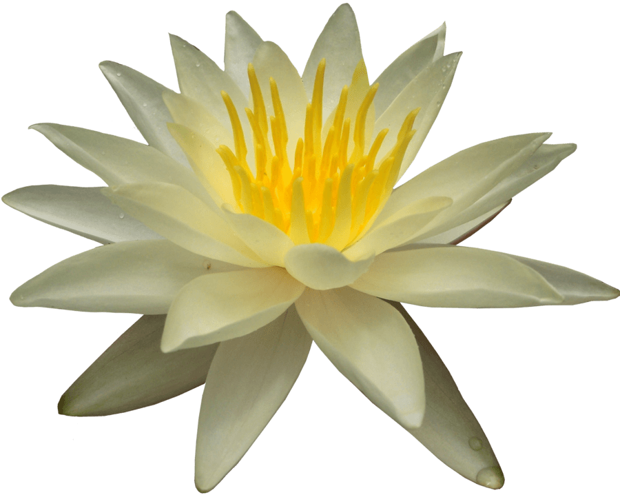 Water Lily