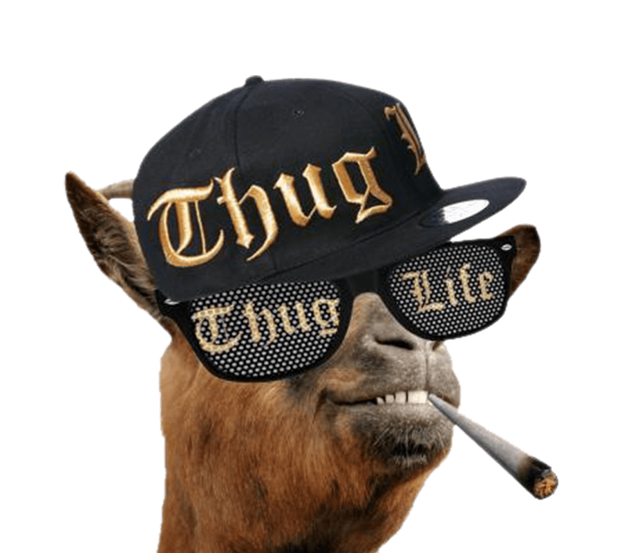 Thug Life Llama