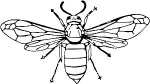 Wasp Close Up Illustration