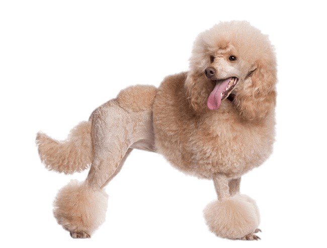 Apricot Poodle