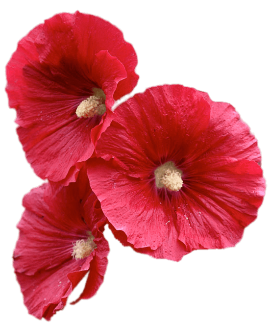 Red Hollyhock Flowers