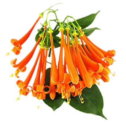 Orange Honeysuckle