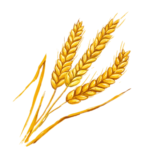 Wheat Spikes Illustration