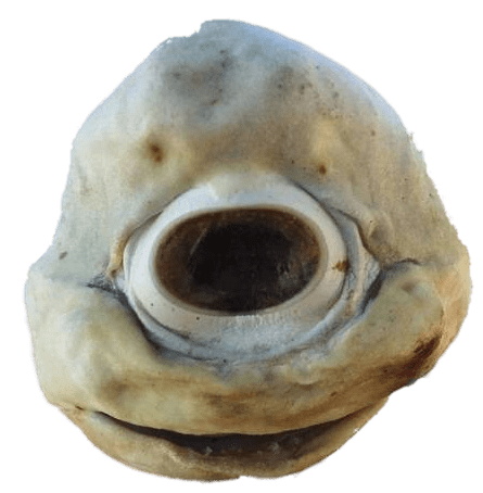Cyclops Shark