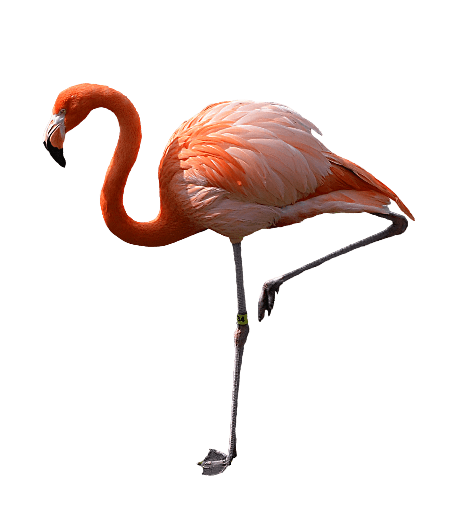 Flamingo Standing Left