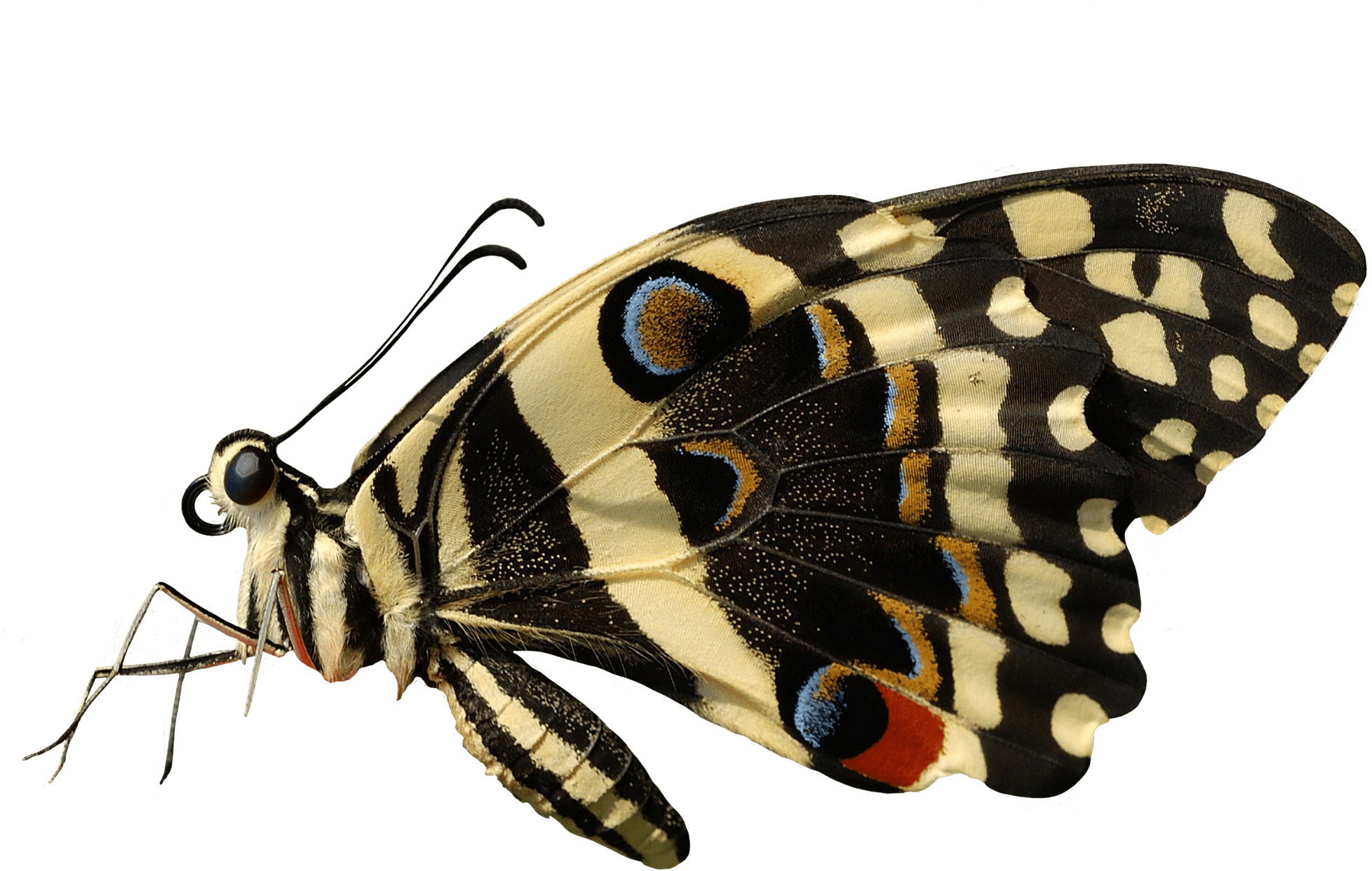 Butterfly Sideview