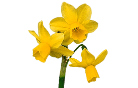 Three Headed Daffodil